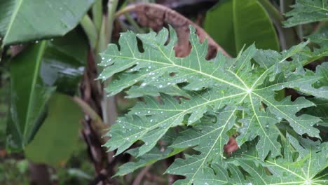 rain drop on banana and papaya leaves