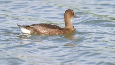 Tracking-view-of-Rosy-billed-pochard-duck-swimming-through-shimmering-water