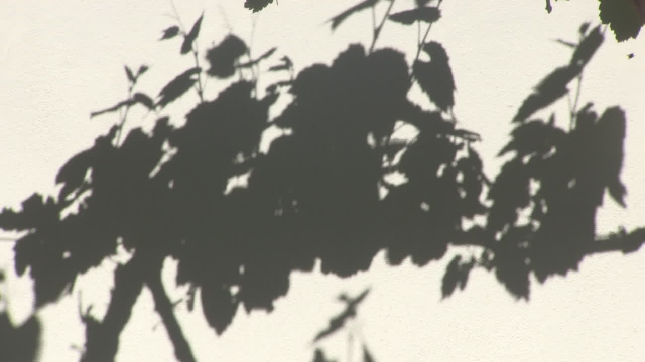 силуэт виноградных лоз на стене