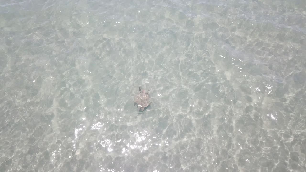 antena de drones sobre aguas claras con tortugas marinas nadando
