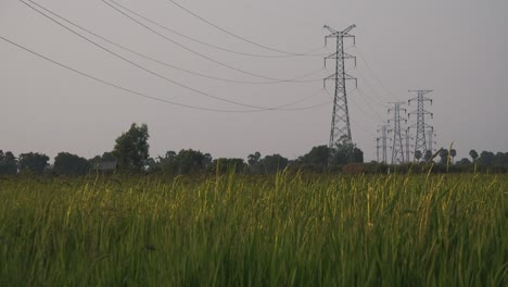 Toma-Exterior-Estática-De-Un-Campo-De-Arroz-Con-Postes-Eléctricos-En-El-Fondo