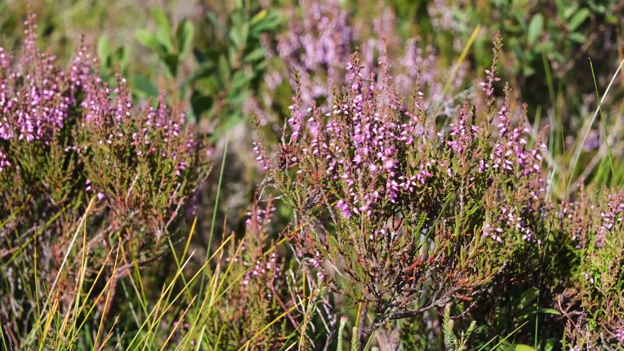Vilde lyngstængler og lyserøde blomster bevæger sig i en blid brise på skotsk hedelandskab