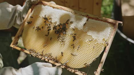 beekeeper inspecting honey at apiary bee yard