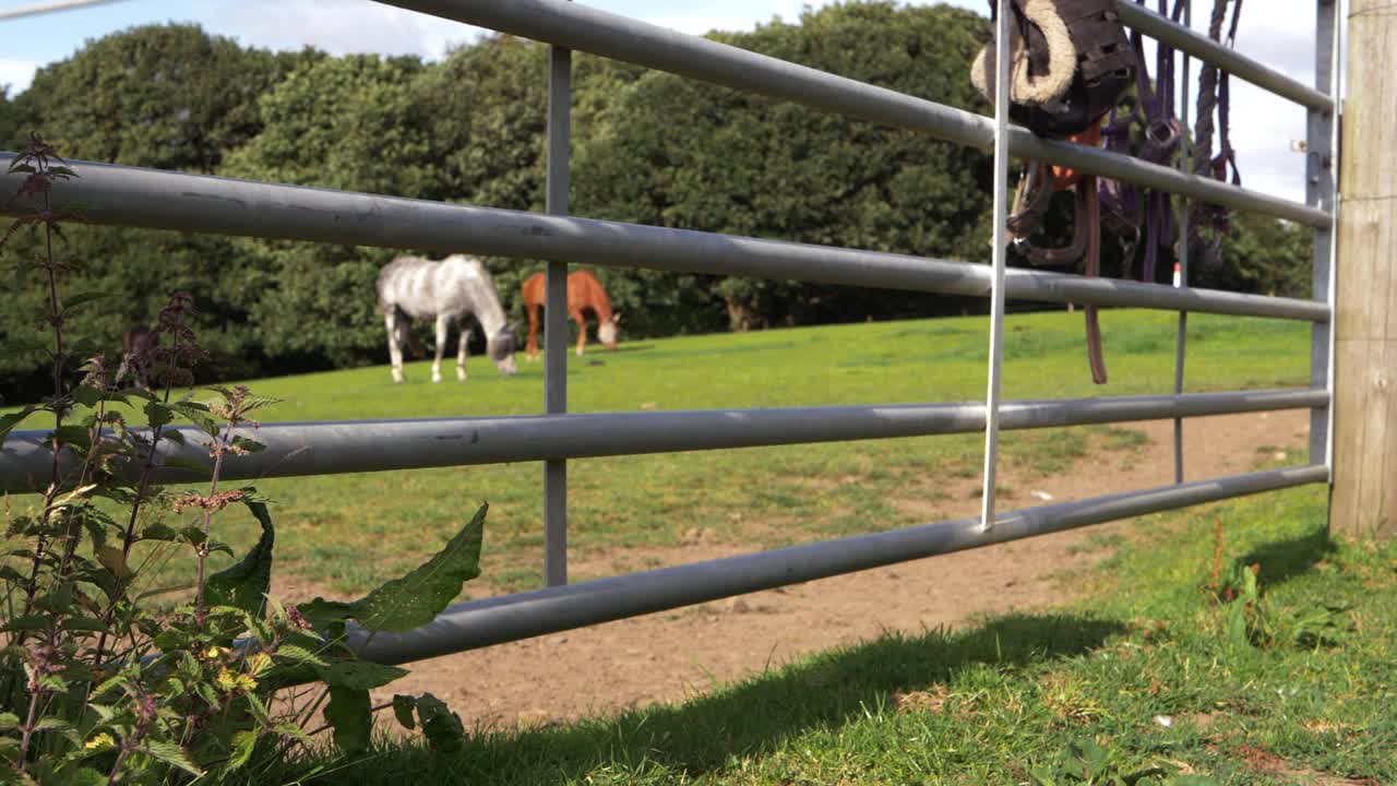Horse tack hanging on metal gate with horses in background wide panning shot