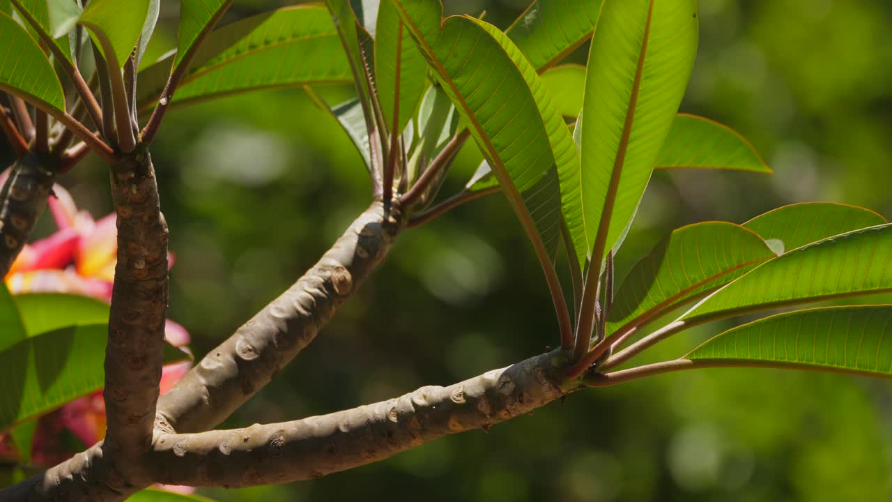 cerca de hojas y tallos de frangipani soplando en una suave brisa