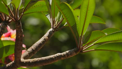 close up of frangipani leaves and stems blowing in gentle breeze