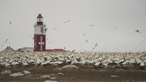 cape gannets flying circles around the breeding colony on a protected marine reserve