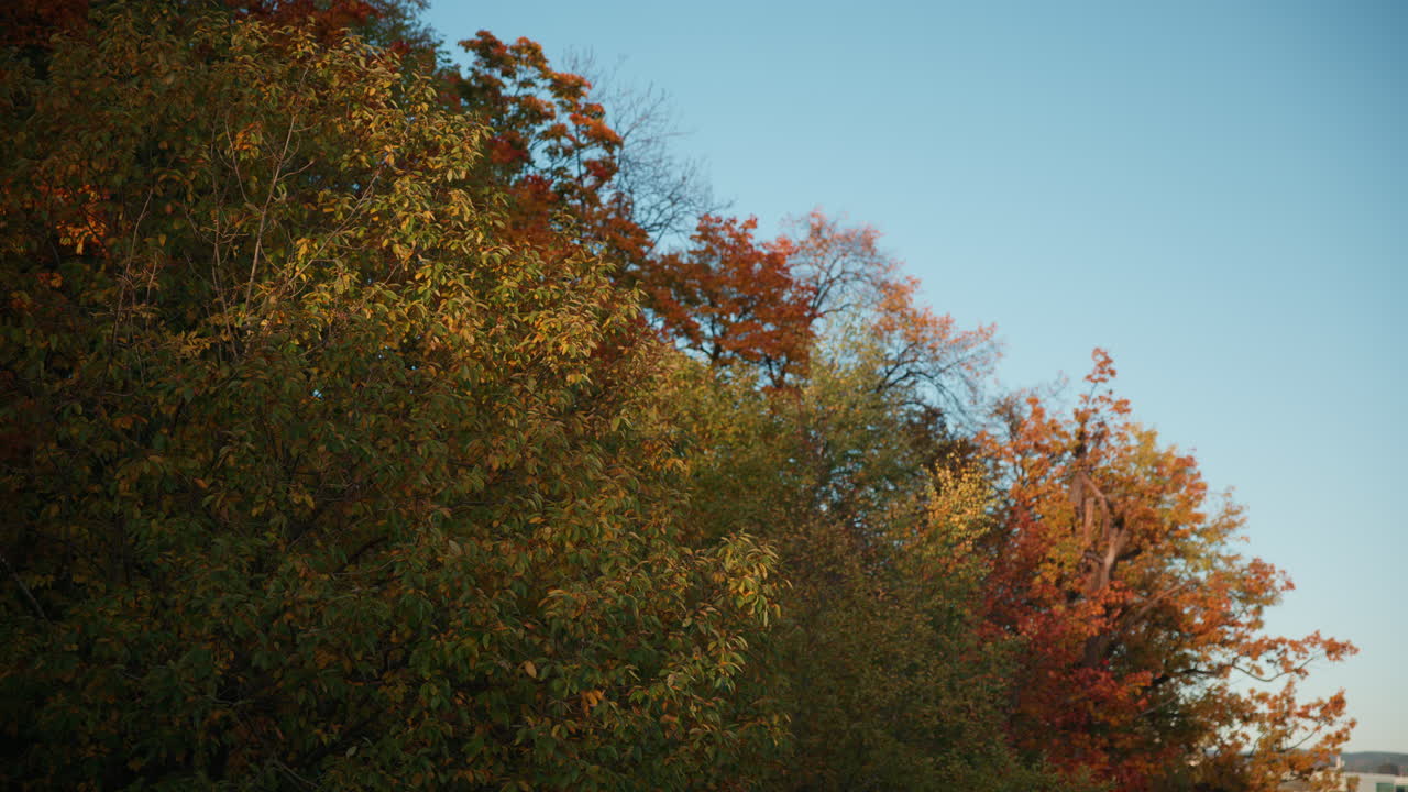 Wide shot of colorful leaves swaying calmly with the wind on a sunny October day