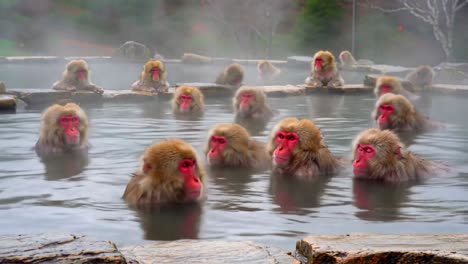 japanese snow monkeys relaxing together in a natural hot spring