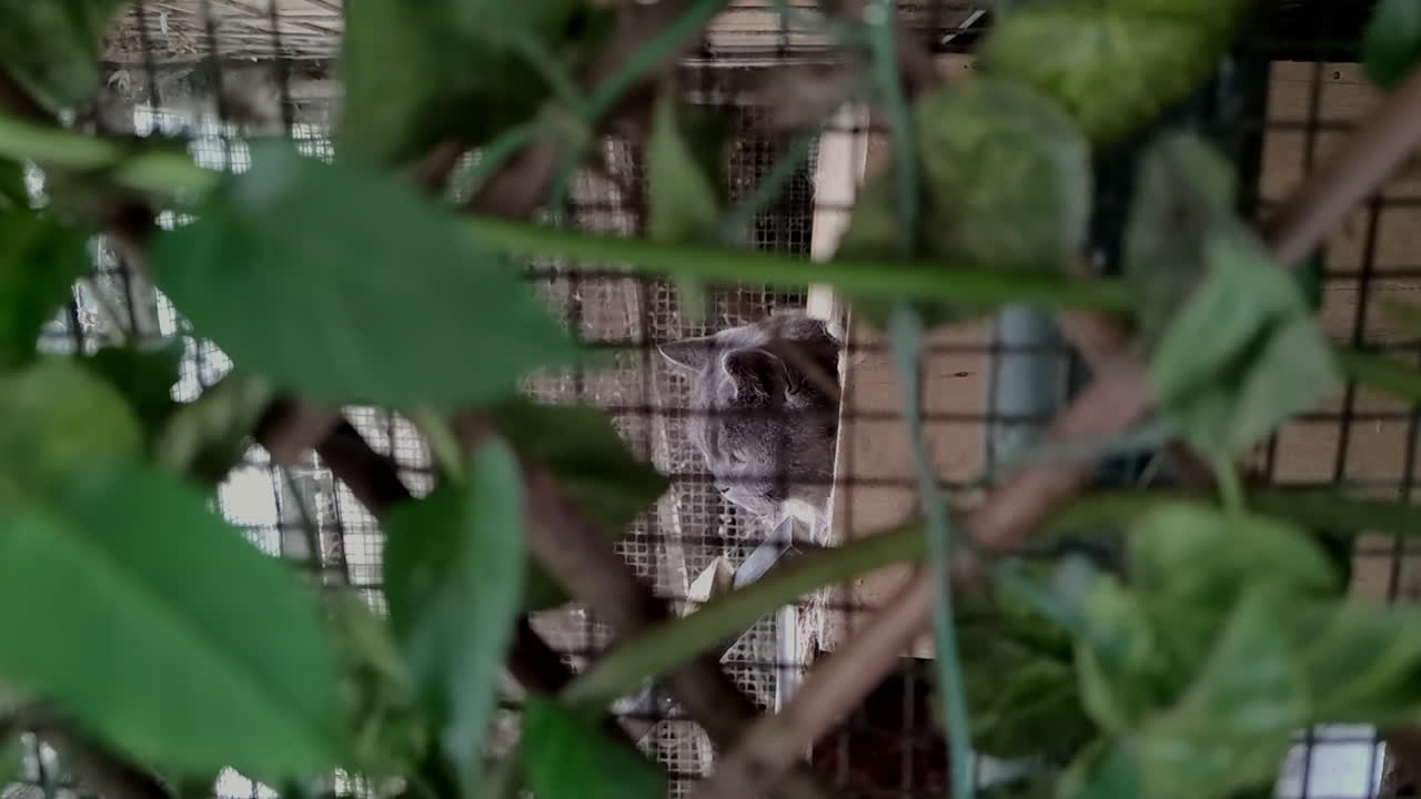 gato chartreux en jaula mirando a su alrededor