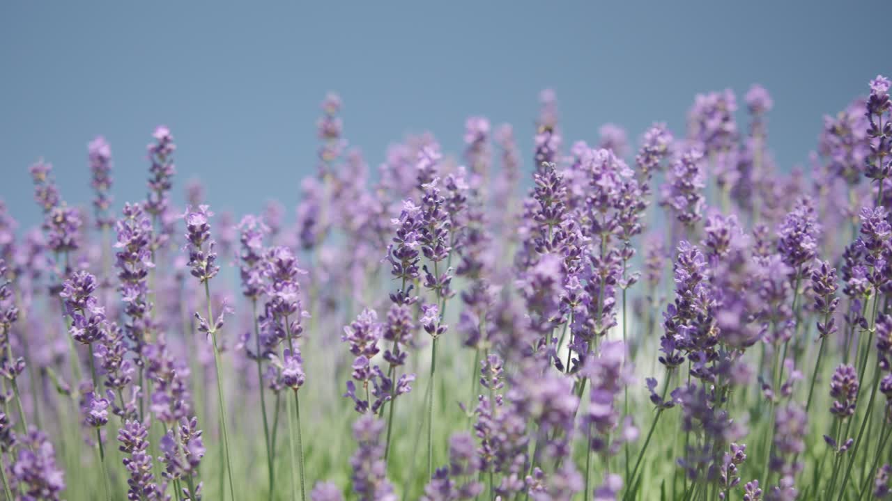 deslizándose a lo largo de las flores de lavanda durante la tarde de verano