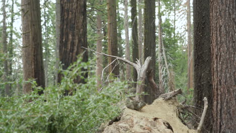 A-playful-Douglas-squirrel-perched-on-a-fallen-tree-root,-runs-around-and-rolls-in-the-dust