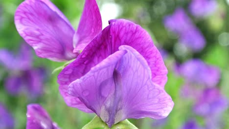 lathyrus odoratus capitán del guisante dulce azul ambientado en un jardín inglés