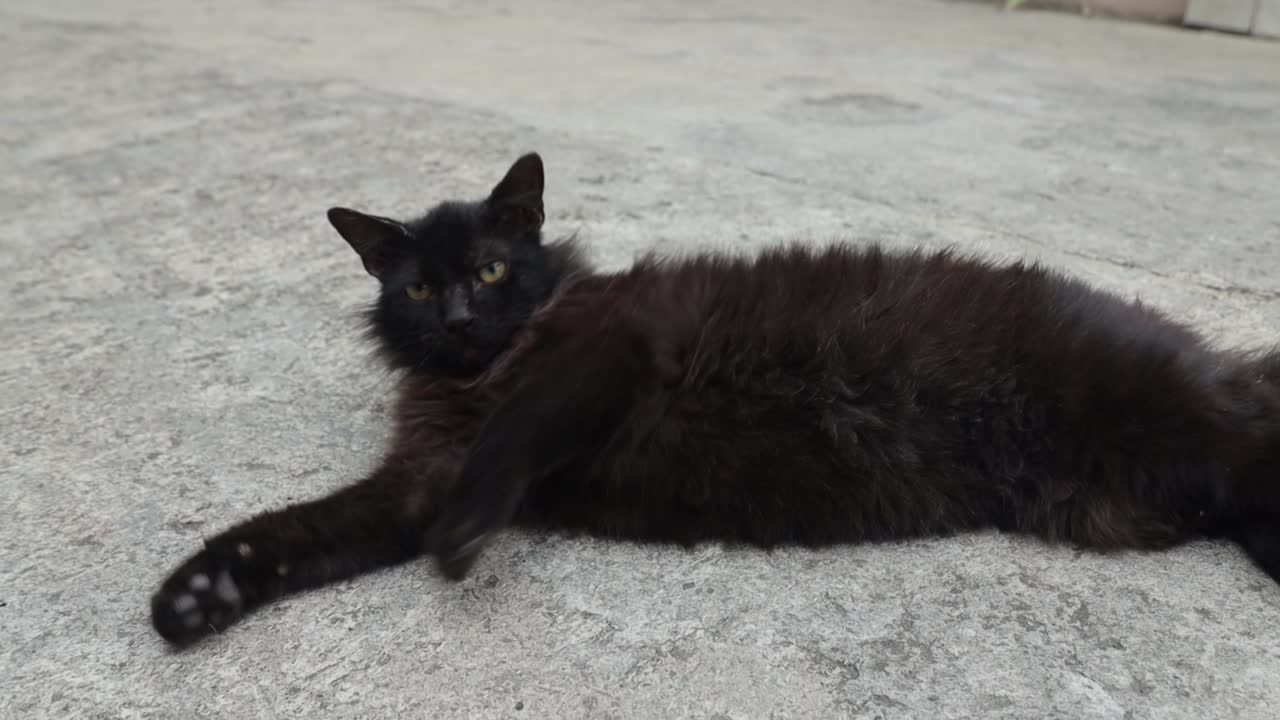 A black cat lying down and rolling on the floor