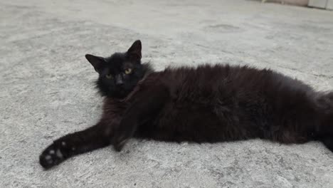 a black cat lying down and rolling on the floor