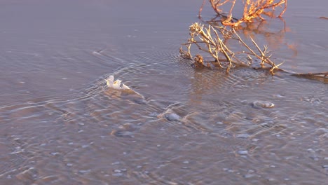 Plástico-En-La-Playa-De-Cerca