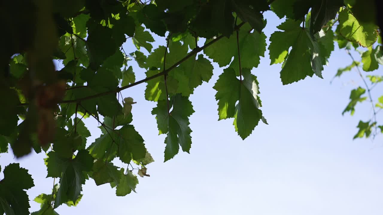 Green tree leaves hanging from branch against blue sky