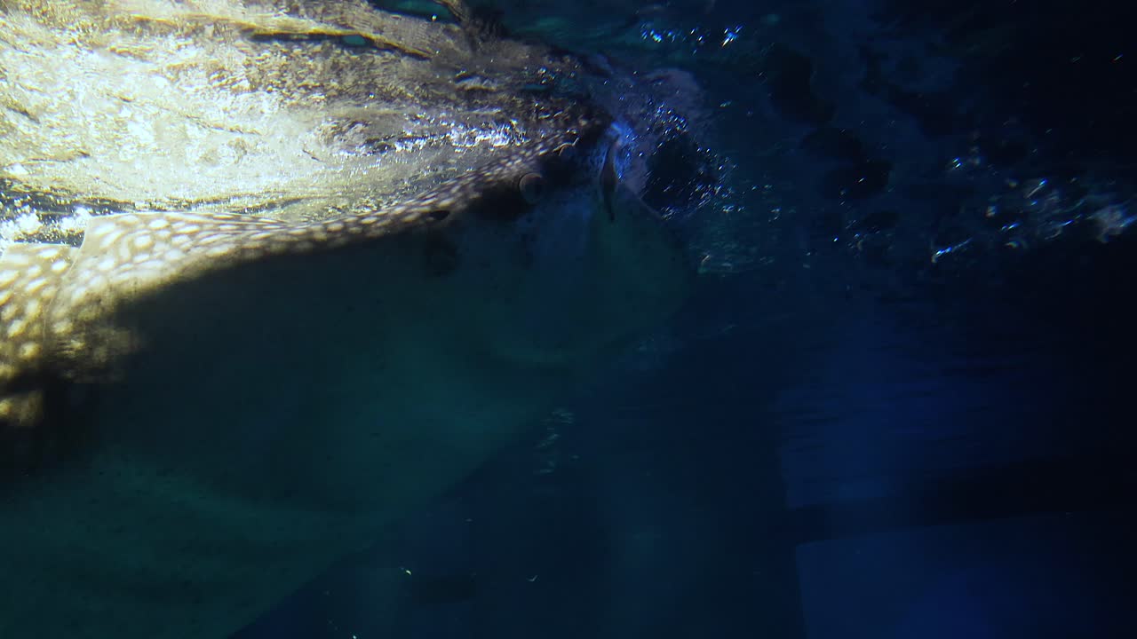 gigante suave deslizándose a través de las profundidades del océano