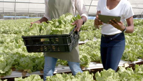 carrying crate of lettuce, african american farmers working with tablet in hydroponic farm