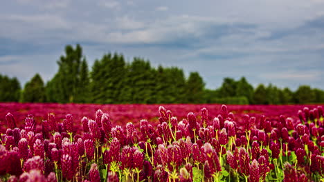 Un-Fascinante-Timelapse-De-Un-Campo-De-Tréboles-Carmesí-En-Flor,-Que-Captura-La-Belleza-De-La-Transformación-De-La-Naturaleza-Bajo-Un-Cielo-De-Verano