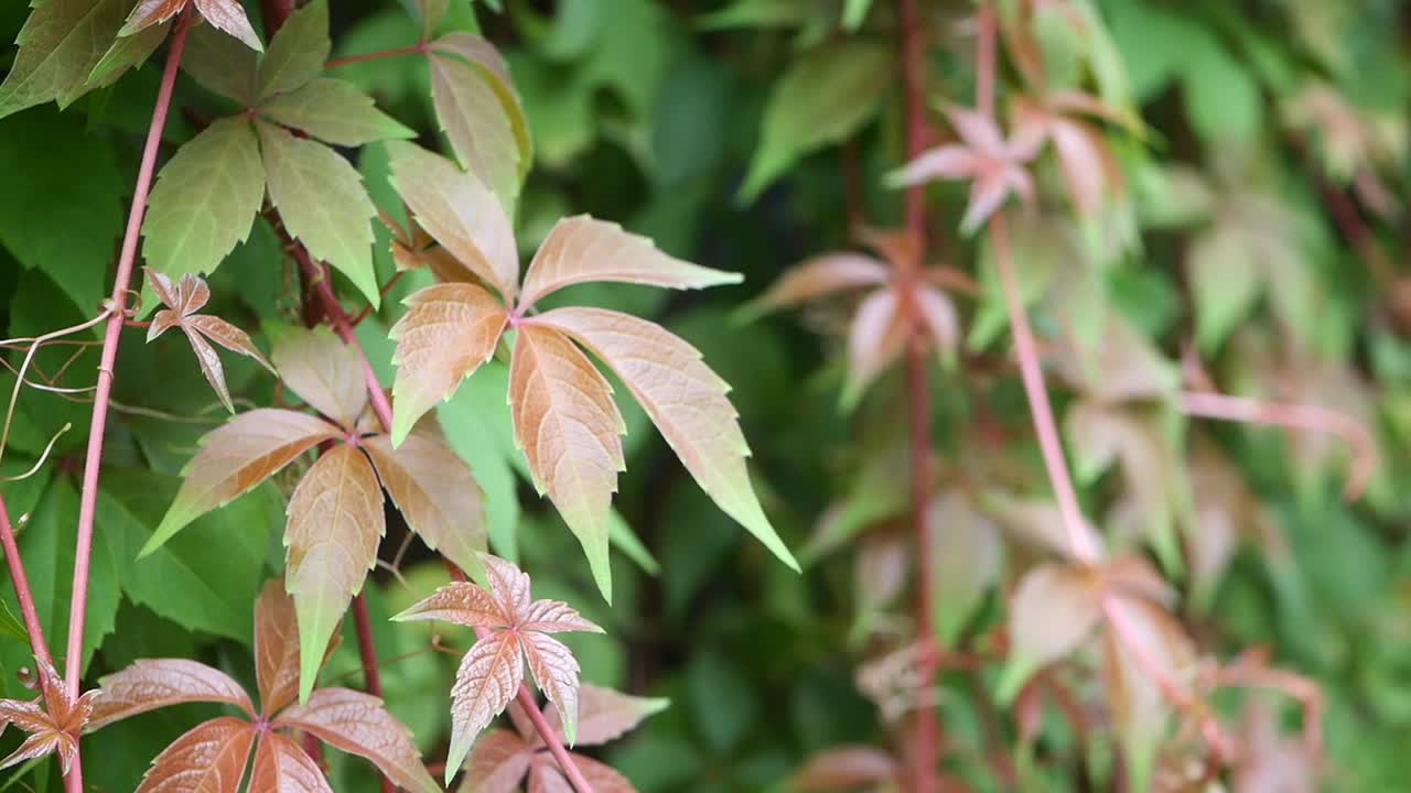 Closeup of a climbing vine with colorful leaves