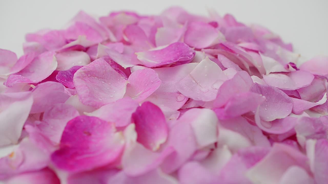 Rosa-chá em fundo branco. Fotografia em movimento.