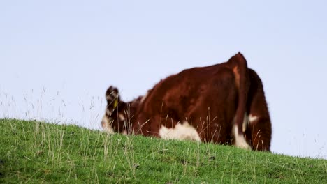 a hereford cow grazes peacefully on a lush hillside in kinloch, new zealand, under clear skies with natural lighting