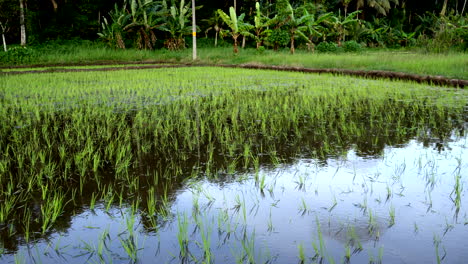 Cultivo-De-Arroz-En-Arrozales-De-Kerala-En-Tierras-Húmedas,-Cultivo-De-Arroz-Indio,-Plantas-De-Arroz-Para-Bebés