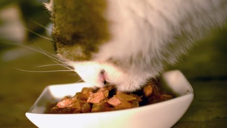 cat eating cat food