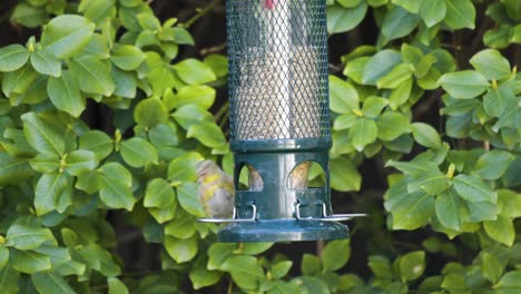 american goldfinch feeds at a bird feeder, urban backyard