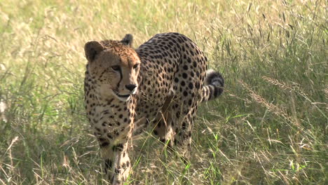 Cheetah-Walking-in-Tall-Grass-at-Game-Park