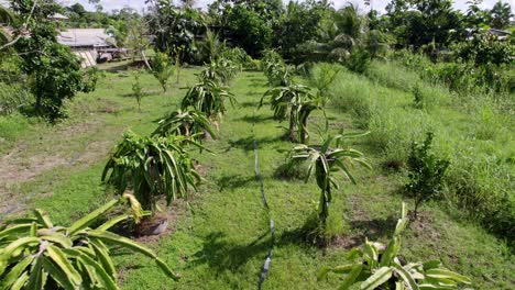 Dragon-fruit-plants-farm-surrounded-by-fruit-trees,-agriculture-hose-running-through,-drone-descending