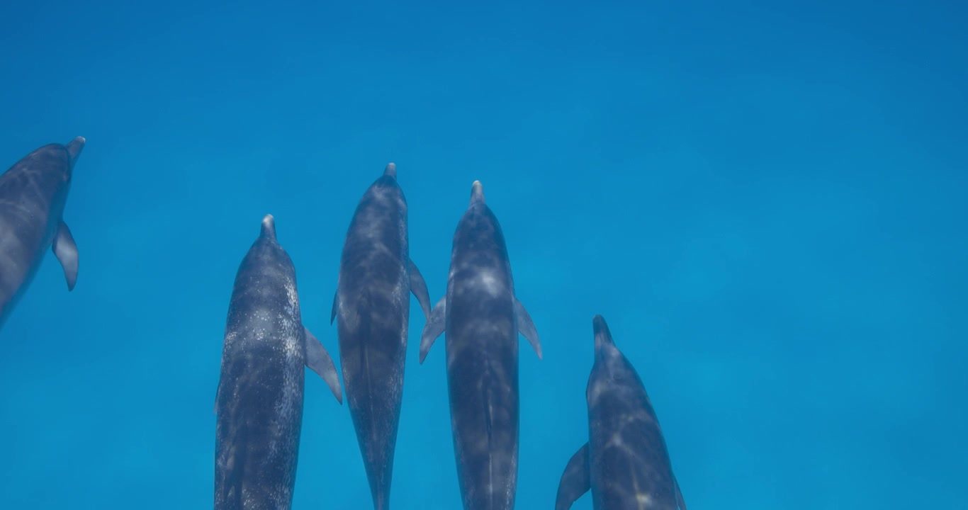 Kilka delfinów atlantyckich plamistych płynie razem przez otwarte wody oceanu w spokojnej podwodnej scenie.
