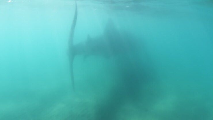Whale Shark 01