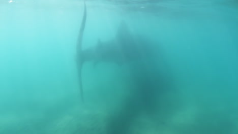 魚 魚 01 魚類  魚類   動物  野生動物