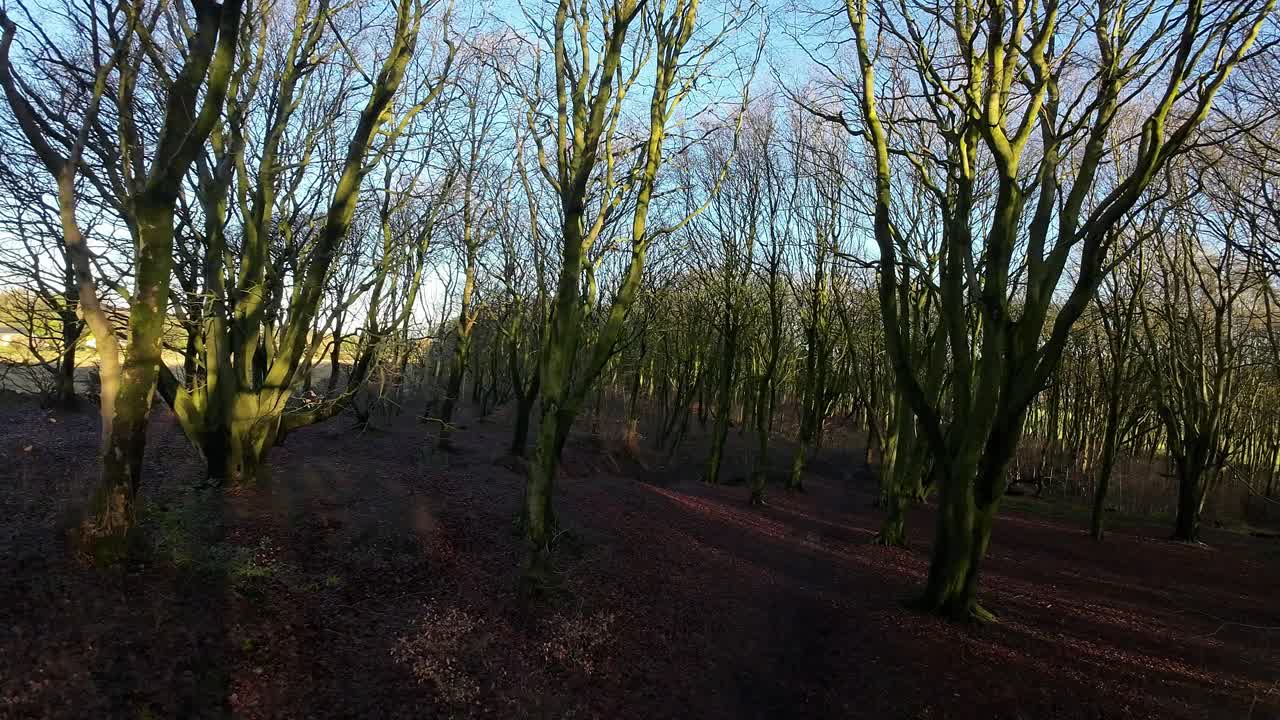 fpv дрон летает между ветвями в сиянии восхода солнца лес деревья поиск осенняя местность
