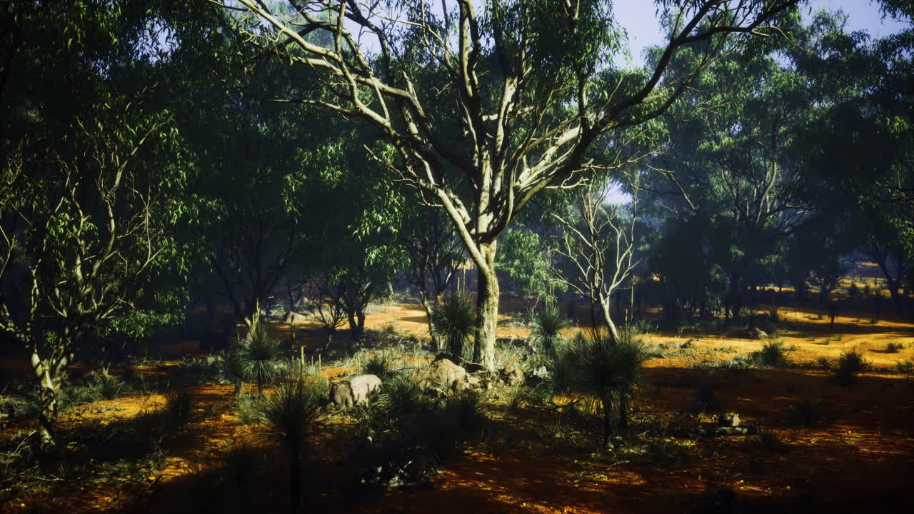 Lush green landscape with sunlight filtering through trees in the forest