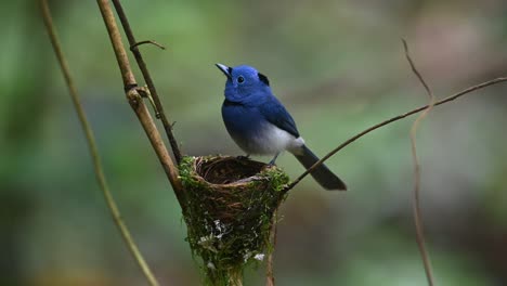 papamoscas azul de nuca negra, hypothymis azurea, tailandia