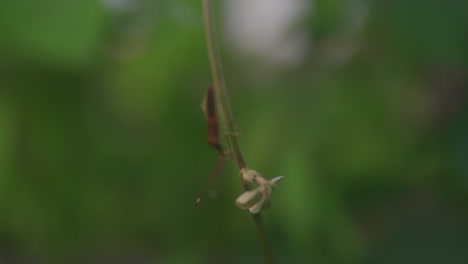 Extreme-close-up-macro-shot-of-insect-resting-on-a-branch-in-the-morning-jungle-on-deep-green-background