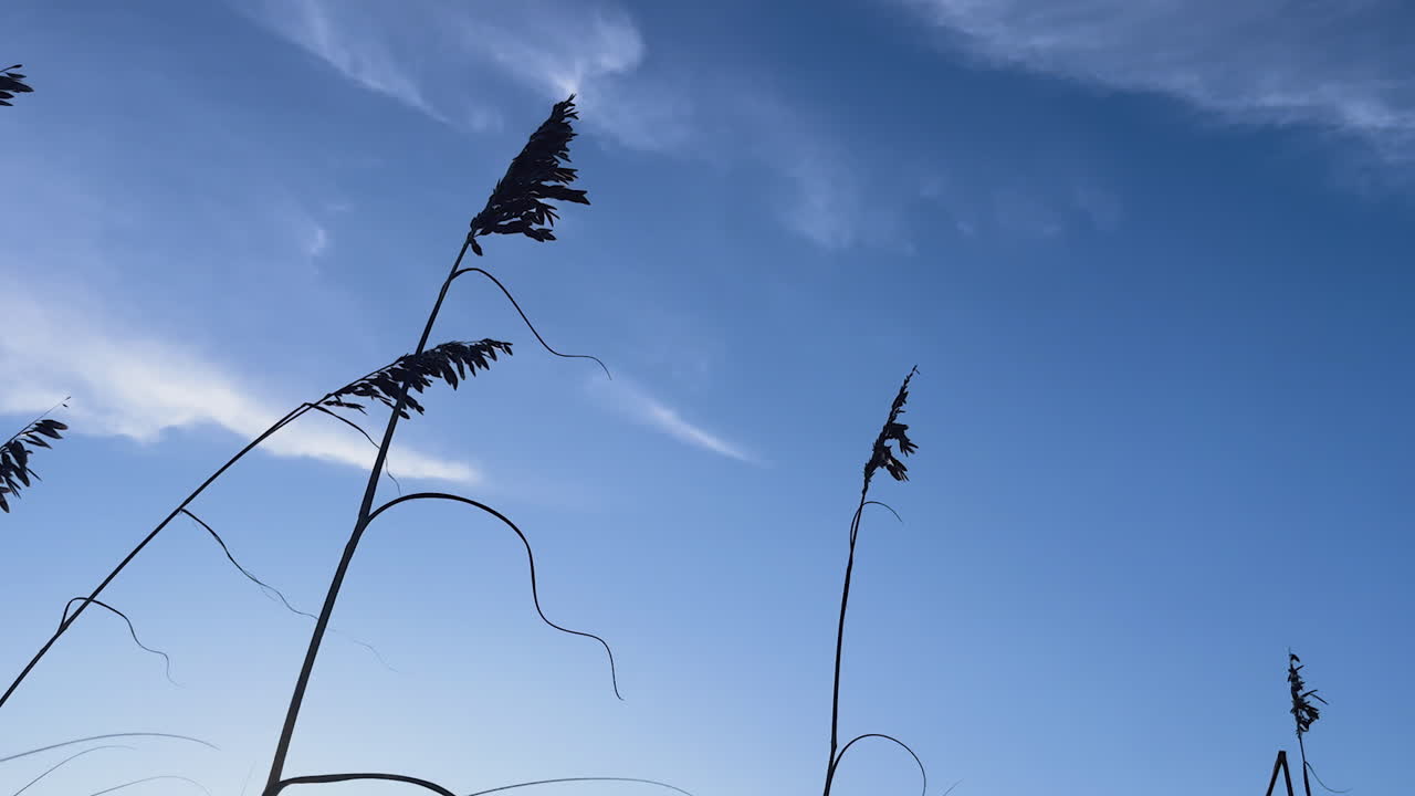 A minimalist shot of grass silhouetted against a blue sky with clouds