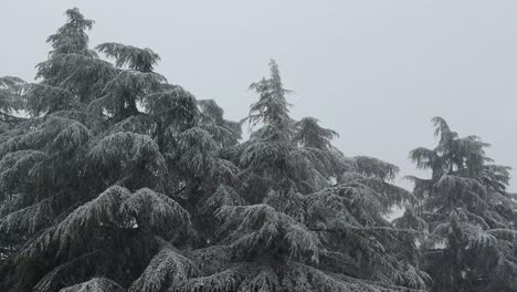 fir trees under a snowstorm in winter
