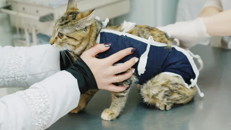 veterinarians examine the eyes of the cat inspection of pets concept