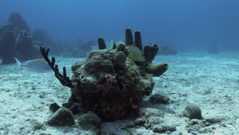 Nadando-Sobre-El-Arrecife-Con-Algunos-Peces-Pequeños-Jugando-Alrededor-Del-Coral