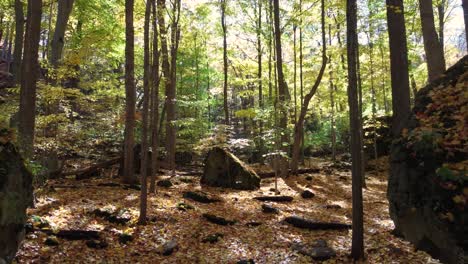 Forest-In-Niagara-Glen-Nature-Reserve-On-A-Sunny-Morning-In-Niagara-Falls,-Ontario-Canada