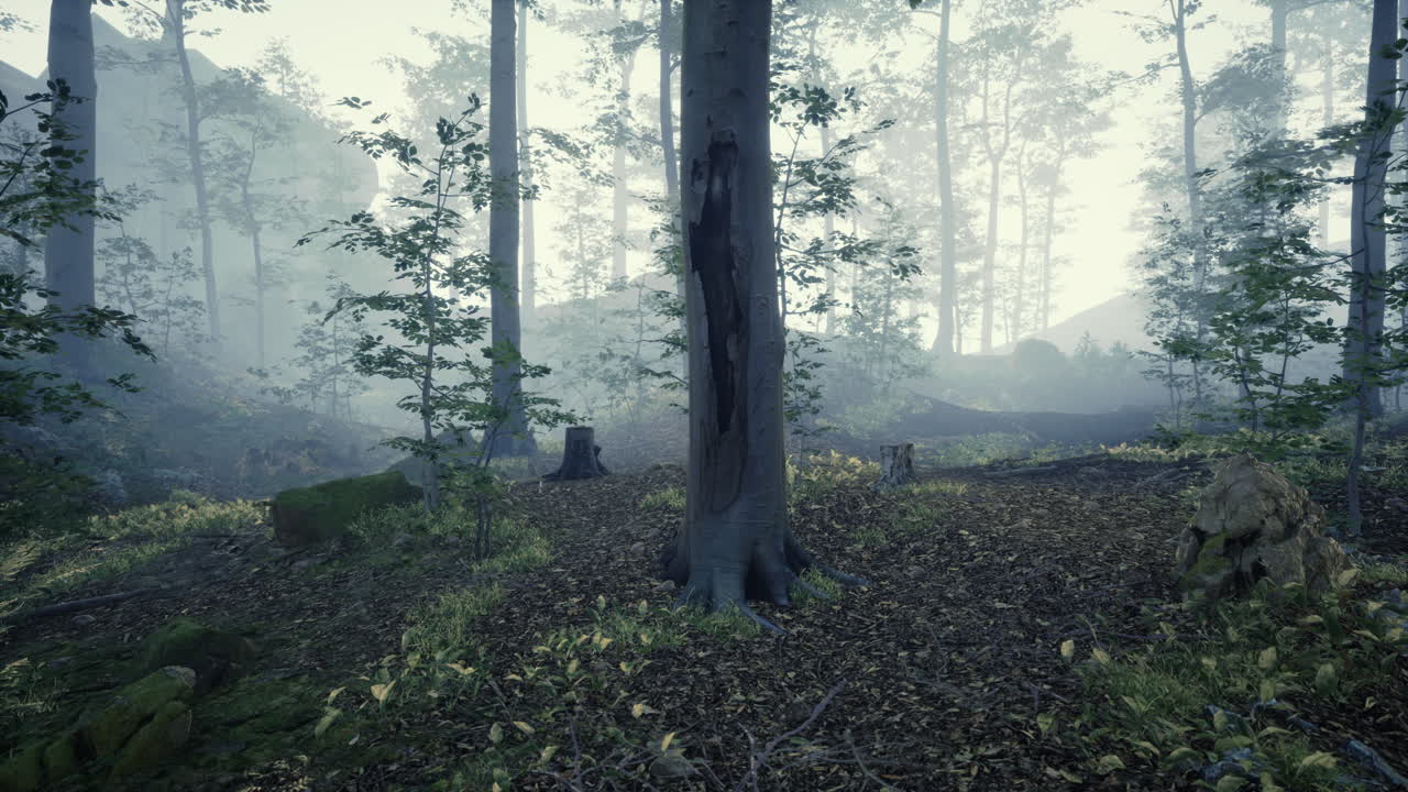 아침 안개 속 의 웅장 한 상록 숲 의 파노라마 전망