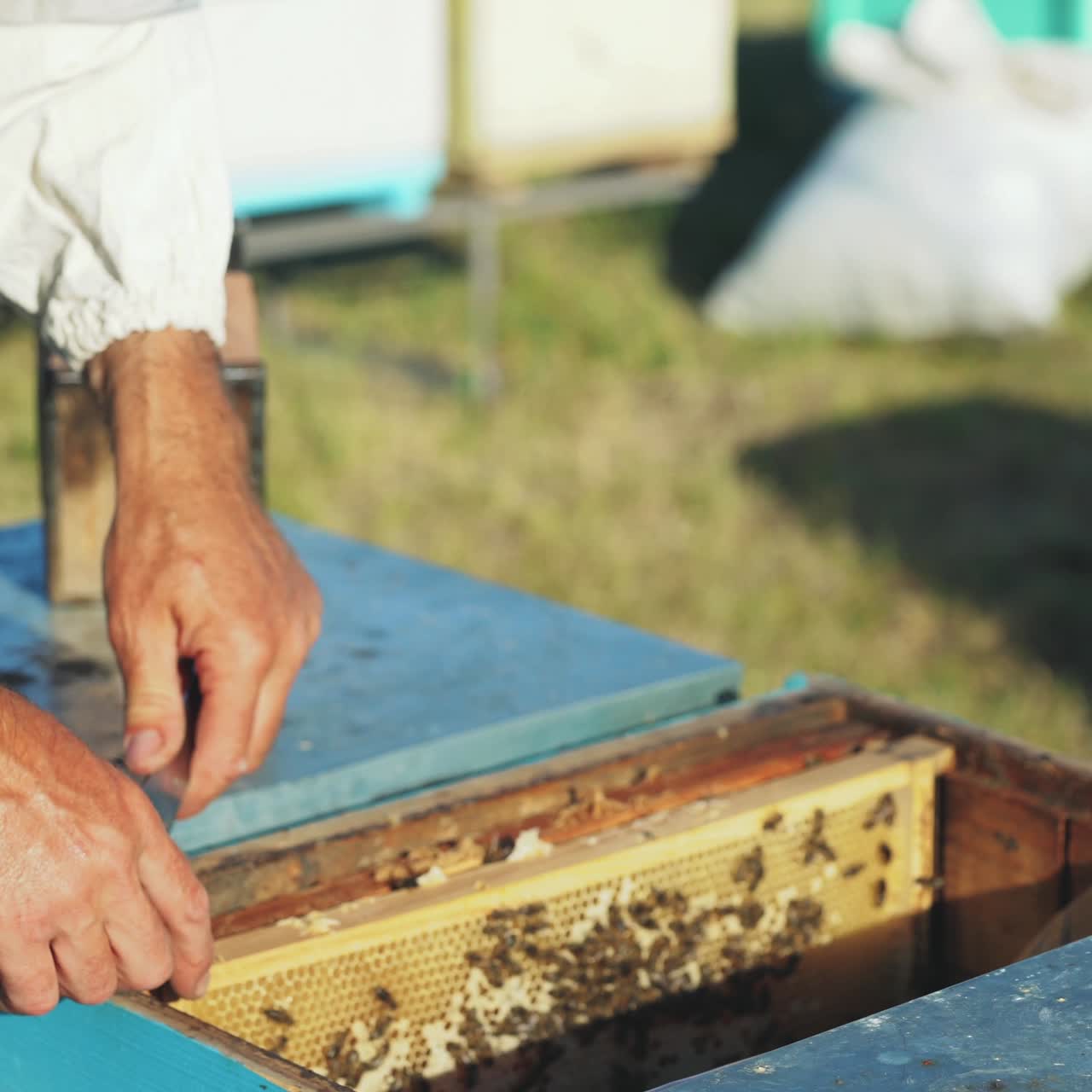 Beekeeper Inspecting Beehives