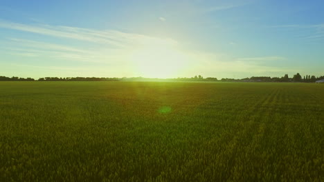 Wheat-field-landscape-on-background-summer-sun.-Green-meadow-summer