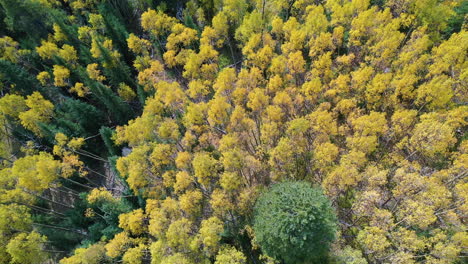 Aerial-View-of-Yellow-Aspen-Leaf-in-Colorado-Forest-on-Sunny-Autumn-Day,-Birds-Eye-Drone-Shot