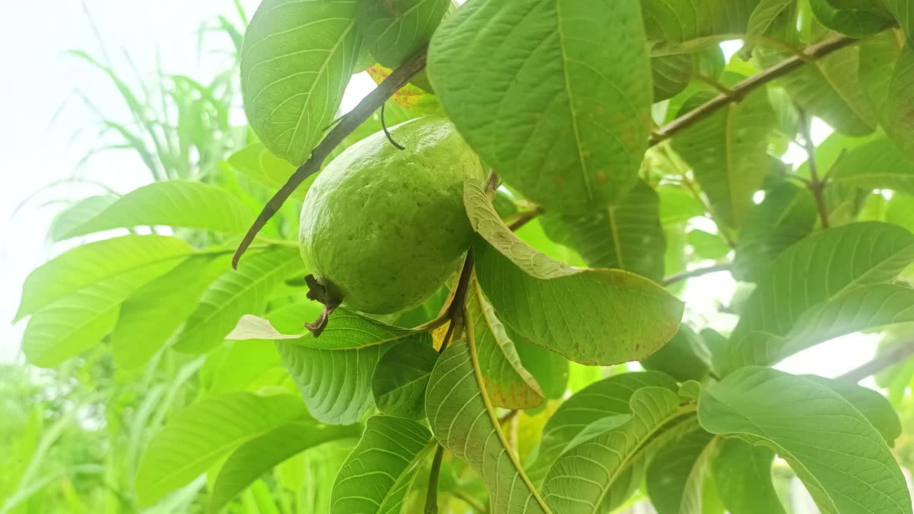 primer plano de la fruta de la guayaba