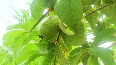 close up of guava fruit